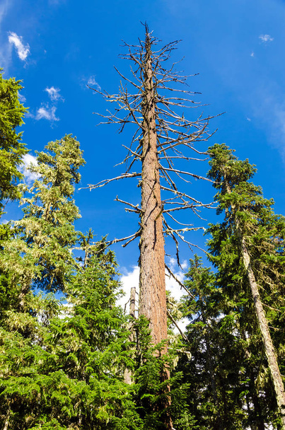 Dead pine tree rising high above living pine trees in Mt. Hood National Forest - Foto, imagen