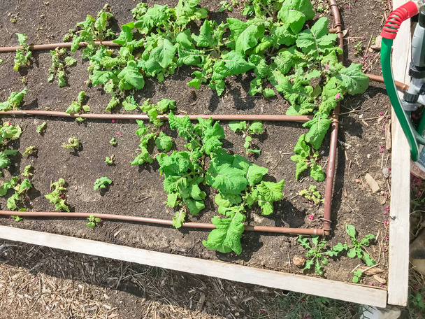 Top view a wooden raised bed garden with lettuce, fine soil compost and soak hose watering system in North Dallas, Texas, America. Urban self sufficient life style in a compact growing space - Photo, Image