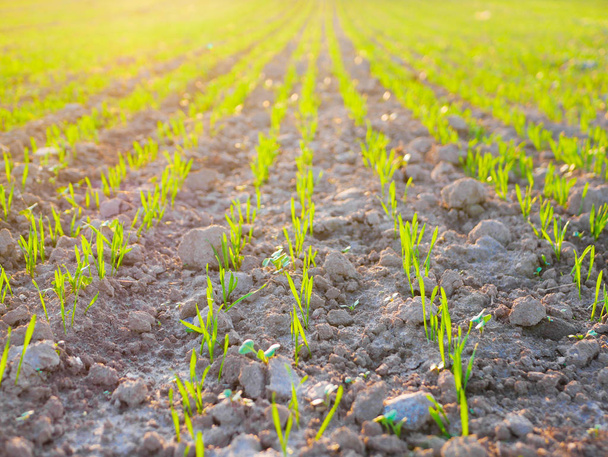 Ростки урожая в поле на закате. Молодые стрелки на поле на закате. Зеленая трава крупным планом. Концепция сбора урожая и сельского хозяйства
 - Фото, изображение