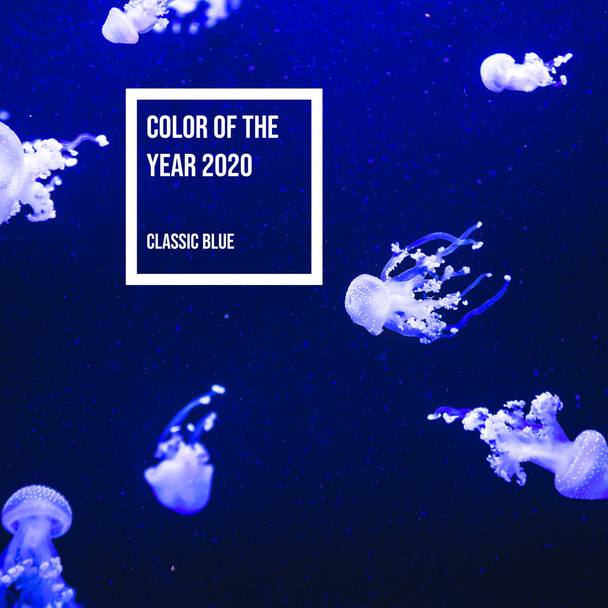 Color del año 2020 clásico de agua azul y medusas de neón en el acuario
. - Foto, imagen