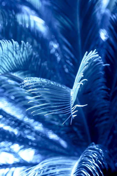 Luonnollinen kesätausta palmunvihreillä oksilla klassisessa sinisessä värissä 2020
. - Valokuva, kuva