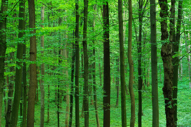 Forest - Фото, зображення