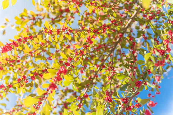 Ilex Deciduaまたは冬のベリー、 Possum Haw 、雲の青い空の下で大きな低木の小さな木に落葉性のホリーレッドフルーツ。テキサス州ダラスの秋の色の炎. - 写真・画像