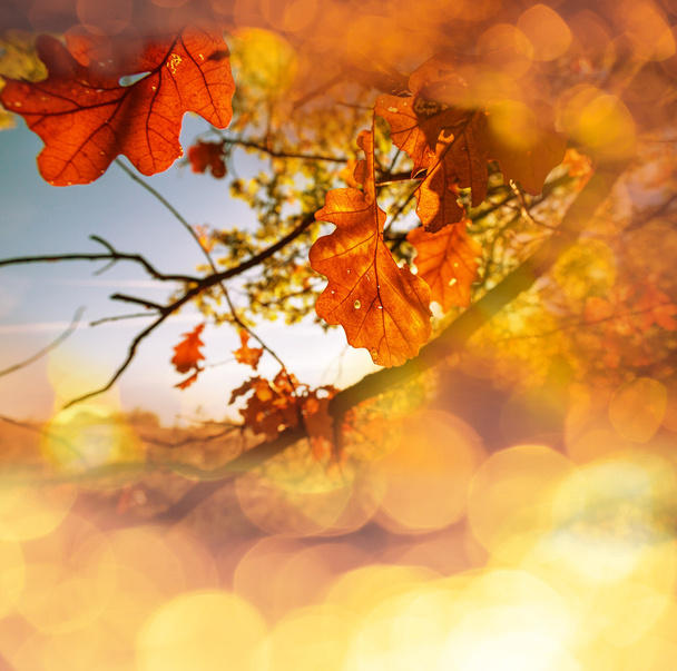 Autumn - Photo, Image