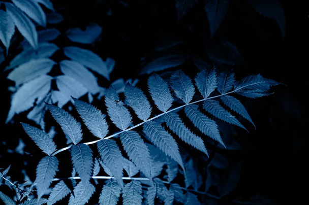 Natural floral blurred fern background. - Photo, Image