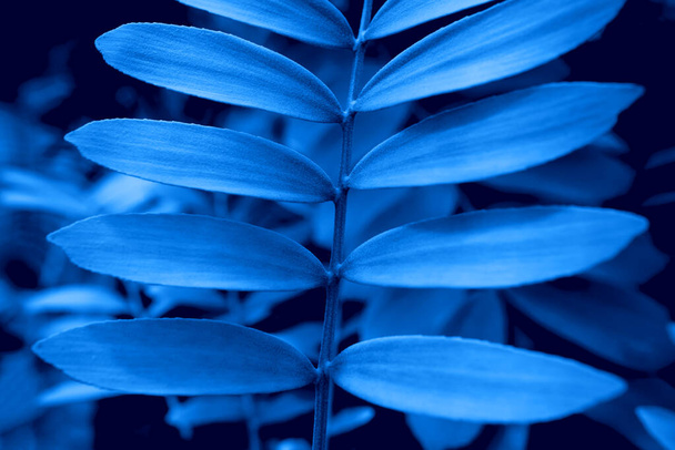 Palm leaf on dark background. Color of year 2020. - Фото, изображение