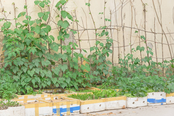 Függőleges kertészeti ötlet Hanoi, Vietnam egy sor újrahasznosító styrofoam dobozok és házi készítésű fa ágak trellis. Ázsiai városi konyha zöldség és gyógynövények konténerek önellátó koncepció - Fotó, kép