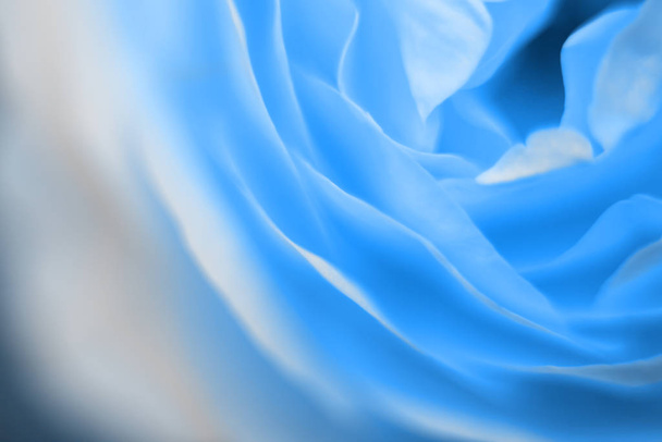 Fresh rose close up macro photography of petals. Blue 2020 color. - Foto, Imagen