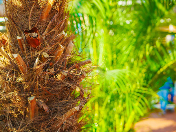 trunk of a palm tree close up. grown in the greenhouses of the store. - Photo, Image