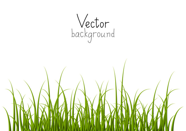 Vector background with green grass - Wektor, obraz