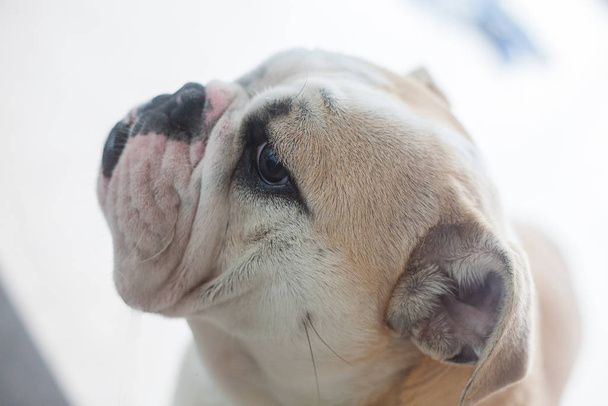 Adorable retrato de perro Pug
 - Foto, Imagen