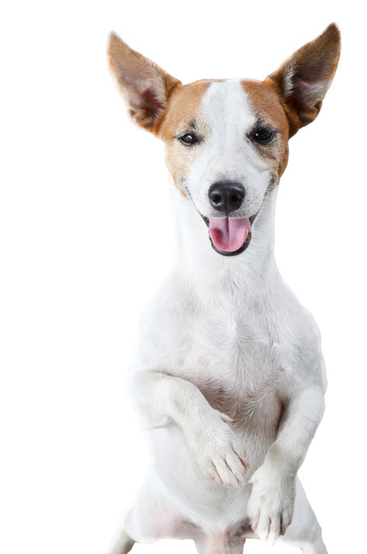 Dog Jack Russel sitting isolated - 写真・画像