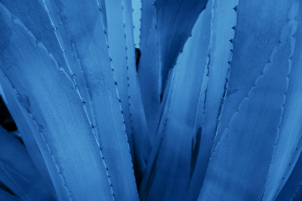 Green agave leaves with thorn background. Green thorned agava close-up. Abstract cactus background. - Zdjęcie, obraz