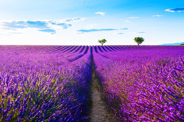 Provence, Fransa 'daki lavanta tarlaları. - Fotoğraf, Görsel