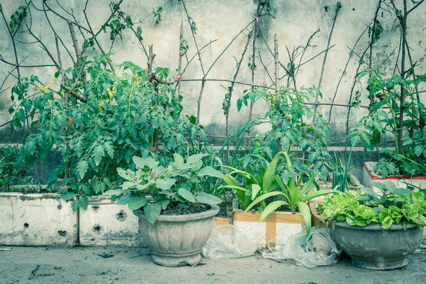 Styrofoam boxes and pots from urban vertical garden in Hanoi, Vietnam. Kitchen vegetable and herbs growing on homemade tree branches trellis structure, self sufficient concept in Asia - Photo, Image