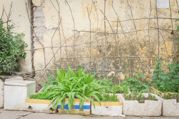 vertikale Gartenidee in Hanoi, Vietnam mit einer Reihe von Recycling-Styroporboxen und hausgemachten Baumzweigen Spalier. asiatische städtische Gemüse- und Kräuterbehälter für autarkes Konzept - Foto, Bild