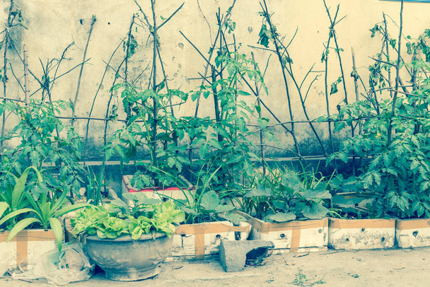 Styrofoam boxes and pots from urban vertical garden in Hanoi, Vietnam. Kitchen vegetable and herbs growing on homemade tree branches trellis structure, self sufficient concept in Asia - Photo, Image