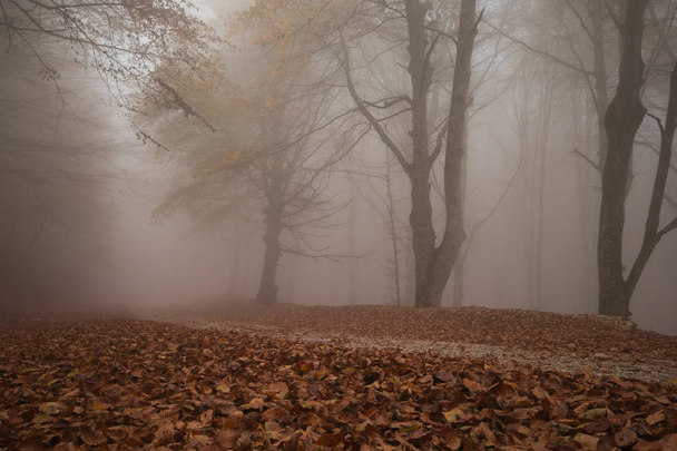 Park Monte Cucco v Umbrii, Itálie - Mlhavý les v podzimní sezóně s červeným kobercem z listí - Fotografie, Obrázek