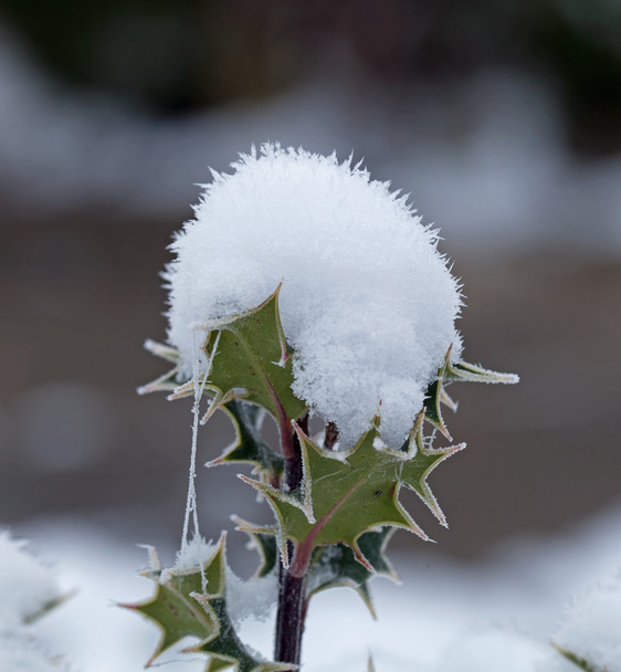 Cono de nieve Holly
 - Foto, Imagen