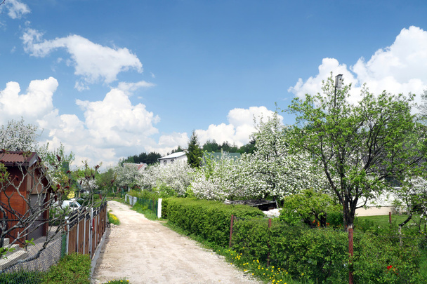 straat in bloeiende tuinen - Foto, afbeelding