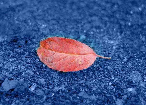 1本のサンゴの葉が地面に横たわっています。2020年の傾向. - 写真・画像