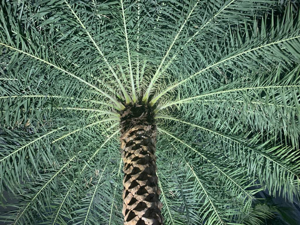 Modello di una palma da sotto
 - Foto, immagini