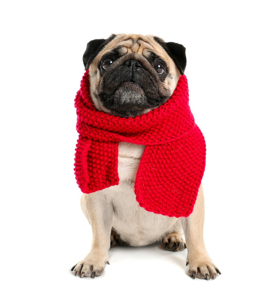 Cute pug dog in warm scarf on white background - Valokuva, kuva