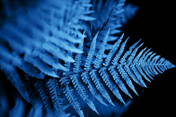 Bright fern leaves - Фото, изображение