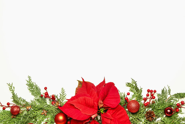 Красивая рождественская композиция с пуансетцией на белом фоне
 - Фото, изображение