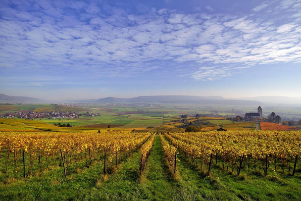 Viinitarhoja syksyllä näkymät Klettgau, kirrocumulus pilvet taivaalla, Oberhallau, Hallau, Klettgau, Canton Schaffhausen, Sveitsi, Eurooppa
 - Valokuva, kuva