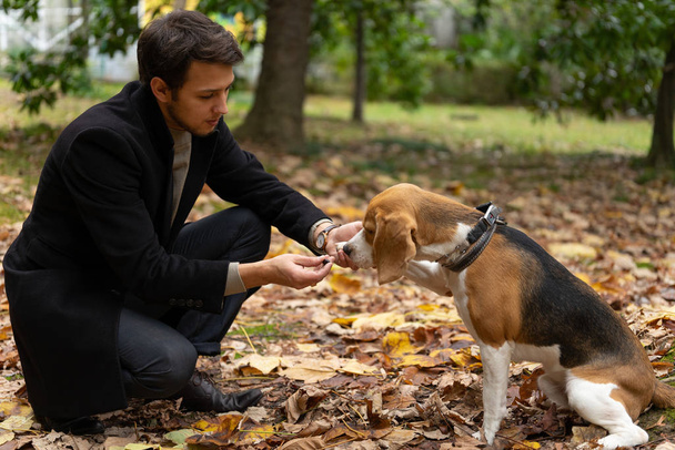 Young man in casual wear is playing with cute beagle puppy in a forest - Foto, afbeelding