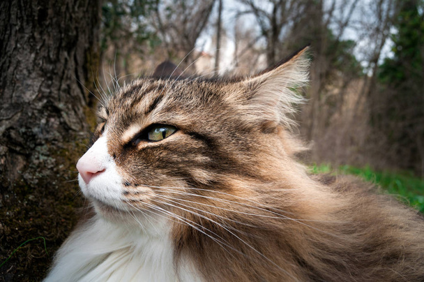 beautiful norwegian forest Cat with big ears and suspicious gaze - Photo, Image