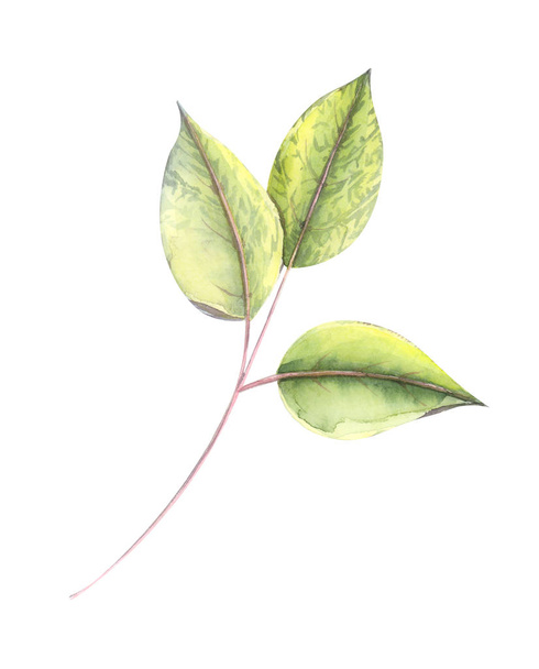 Illustrazione ad acquerello a colori di foglie verdi di fucsia primo piano su uno sfondo bianco isolato
 - Foto, immagini
