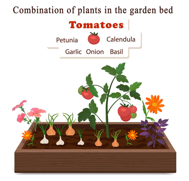 Cultivar verduras y plantas en una cama. Tomates, cebollas, ajo, flores de caléndula y petunias
 - Vector, imagen