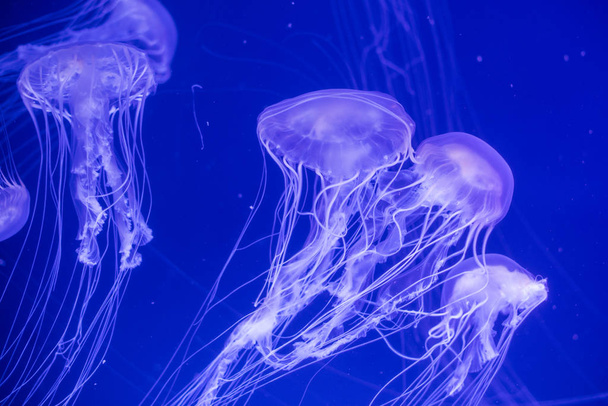 Akváriumban úszó medúza - Fotó, kép