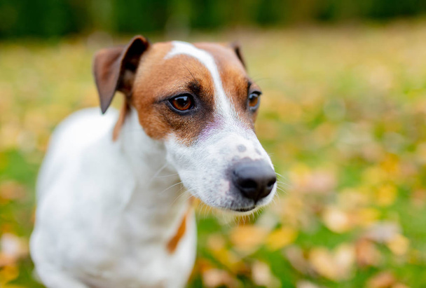 Vue rapprochée sur Jack Russell Terrier en plein air
  - Photo, image