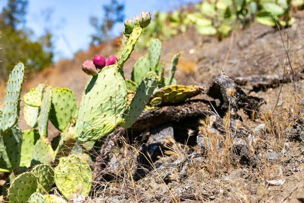 Kaktusfeige oder Opuncy in Kalifornien ruht auf den Hängen trockener Hügel - Foto, Bild