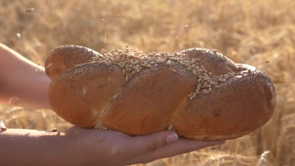 gabona öntenek egy finom cipó a mák. Lassított. Búzafű esik a kenyér a kezében egy lány, több mint egy területen a búza. finom vekni kenyér tenyéren. Rozs kenyér a kukorica fülei felett - Felvétel, videó