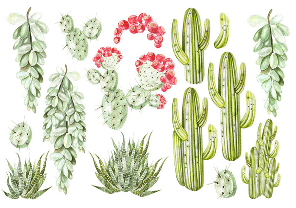Set with watercolor cacti and succulents.  - 写真・画像