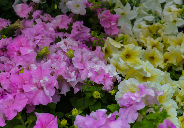 Panela de flores com flores amarelas e rosa petúnias no jardim
. - Foto, Imagem