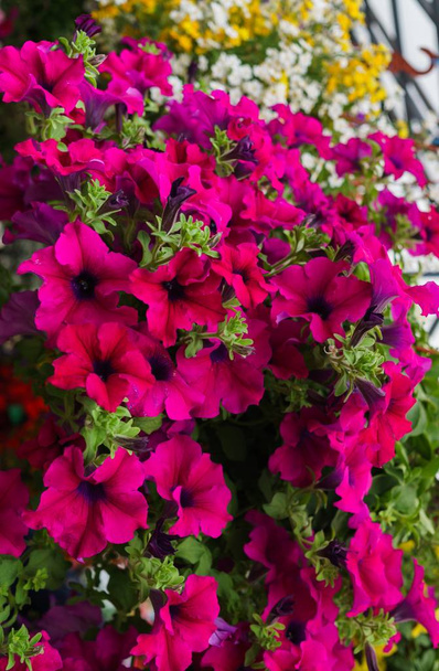 Pots de fleurs avec des fleurs de pétunia multicolores sur le marché
. - Photo, image