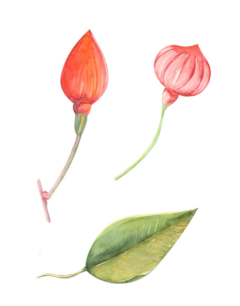 Color watercolor illustration of fuchsia flowers and leaves closeup on a white isolated background - Foto, imagen