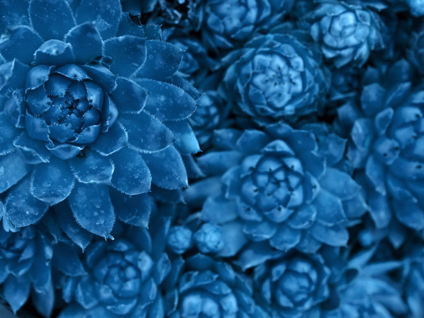 Classic blue succulent background. - Photo, Image