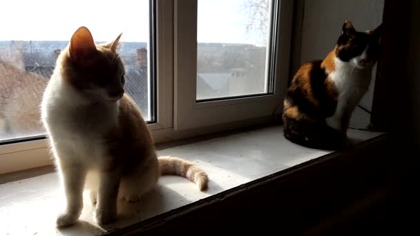 Dois gatos estão sentados no peitoril da janela, desfrutando do sol, fora da janela uma paisagem rural
 - Filmagem, Vídeo