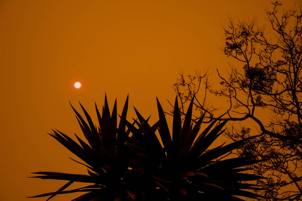 Австралійський лісовий вогонь: силуети дерев і дим від лісових пожеж вкривають небо і сяє сонце, яке ледве видно крізь дим. Паління туману. Небезпека багаття Nsw, Australia - Фото, зображення