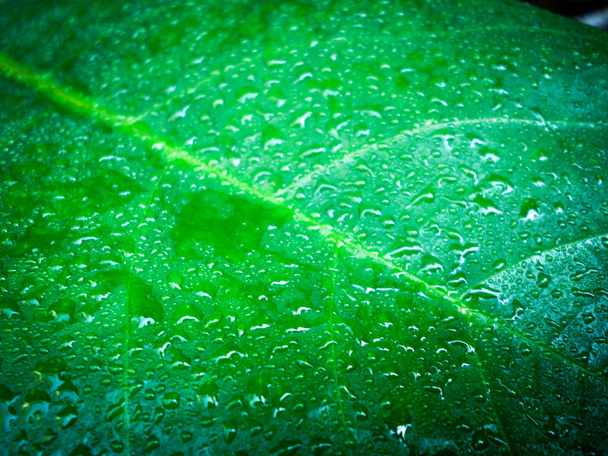 Water droplets on green leaf - Foto, afbeelding