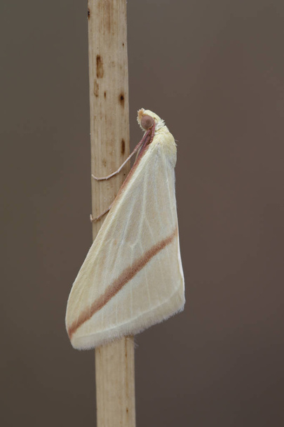 La vestale (Rhodometra sacraria), falena della famiglia Geometridae, appollaiata su un'erba. Spagna
 - Foto, immagini