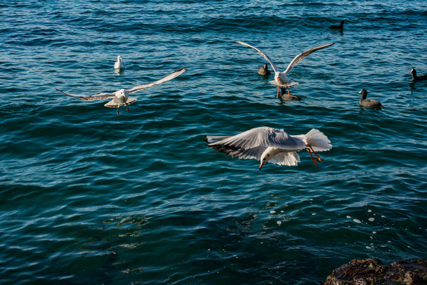 Γλάροι όπως τα θαλασσοπούλια είναι πάνω και πάνω από το θαλασσινό νερό - Φωτογραφία, εικόνα