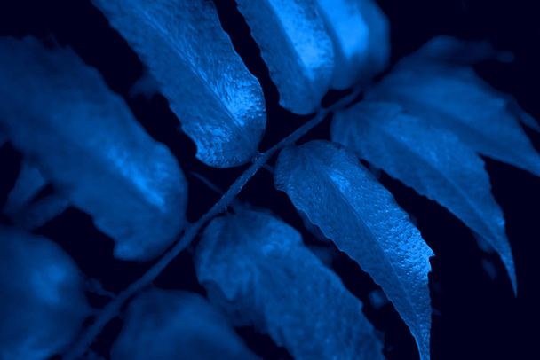 Beautiful dark background of blue leaves. - Fotó, kép