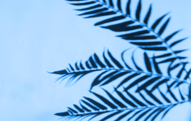 Leaves texture natural background. Blue color. Botanical leaf. Trend of 2020 - Valokuva, kuva